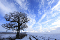 Winter trees, Bulwick village, Rockingham Forest