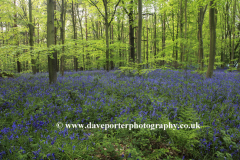 Carpet of Bluebell Flowers, Sherwood Forest