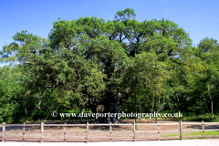 The Major Oak Tree, Sherwood Forest