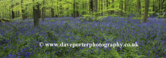 Carpet of Bluebell Flowers in Sherwood Forest