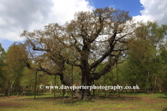 The Major Oak Tree in Sherwood Forest