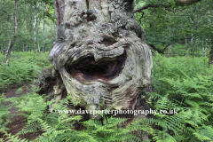 English Oak Tree with a face,  Sherwood Forest