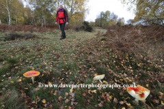 Walker in Autumn Woodland, Sherwood Forest