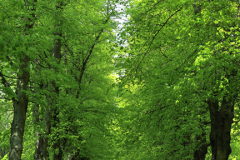 Spring, Common Lime Trees Avenue, Clumber Park