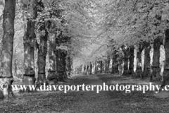 Spring Common Lime Trees Avenue, Clumber Park