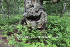 Face in a tree trunk, Sherwood Forest