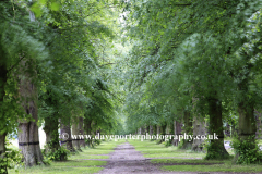 Spring Common Lime Trees Avenue, Clumber Park