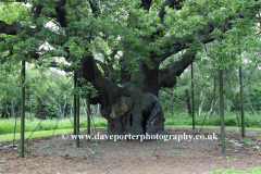 The Major Oak Tree in Sherwood Forest