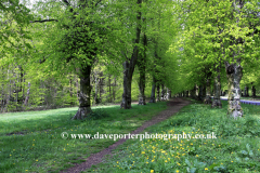 Spring Common Lime Trees Avenue, Clumber Park