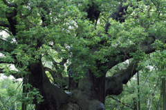 The Major Oak Tree in Sherwood Forest