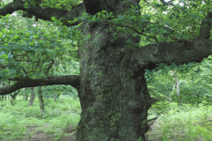 Spring colours, English Oak Trees in Sherwood Forest