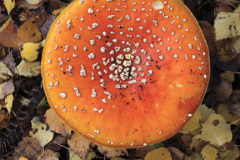 Red and white Fly Agaric fungi, Sherwood Forest