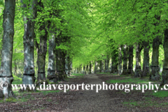 Spring Common Lime Trees Avenue, Clumber Park