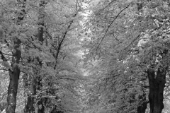 Spring Common Lime Trees Avenue, Clumber Park