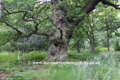 Spring English Oak Tree in Sherwood Forest