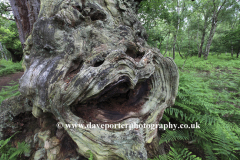 English Oak Tree with a face on it Sherwood Forest