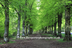 Spring Common Lime Trees Avenue, Clumber Park