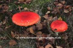 Red and white Fly Agaric fungi, Sherwood Forest