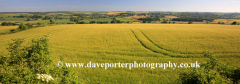 Wheat Fields Landscape near Charlbury village