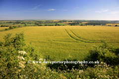 Wheat Fields Landscape near Charlbury village