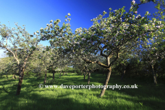 Cider Apple Orchard trees, Somerset Levels