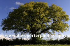 English Oak tree leaves in Spring colours