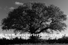 English Oak tree leaves in Spring colours