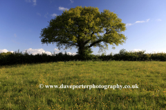 English Oak tree leaves in Spring colours