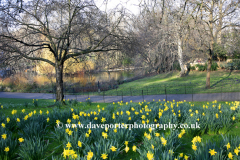 Spring Daffodils in Green Park