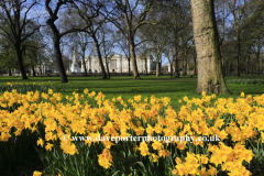 Spring Daffodils, frontage of Buckingham Palace