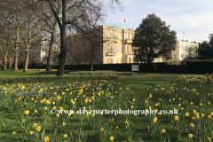 Spring Daffodils near Lancaster House, Pall Mall