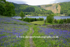 Spring Bluebell flowers, Thirlmere