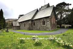 Spring Daffodils, St Patrick's Church Patterdale