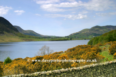 Gorse bushes on Crummock Water