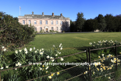 Spring Daffodils, Dalemain Country house