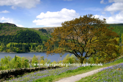 Spring Bluebell flowers, Thirlmere