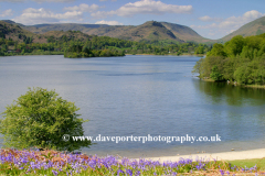 Spring Bluebell flowers above Grasmere