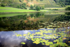 Lilly pads in Watendlath Tarn