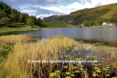 Lilly pads in Watendlath Tarn