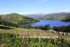 Summer Foxglove flowers, Ullswater