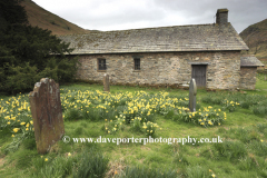 Spring daffodils, Martindale Old church