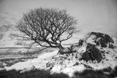 Winter Tree, Pass of Llanberis, Snowdonia