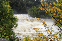 Flooded River Ure; Aysgarth Falls; Wensleydale
