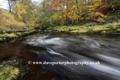 Autumn, River Ribble, Yorkshire Dales