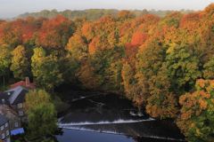 Autumn colours; River Nidd, Knaresborough town