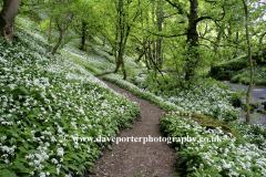 Wild Garlic Woodland Mallam village