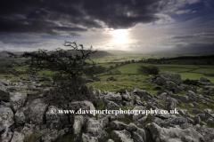 Norber Dale near Austwick village, Yorkshire Dales