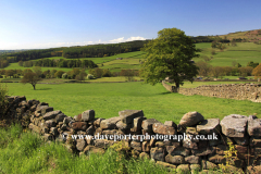 Summer, Nidderdale Valley near Pateley Bridge