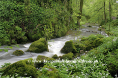 Wild Garlic along the river Aire, Mallam village