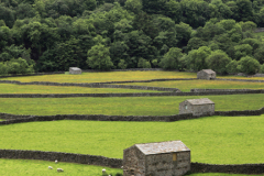 Stone barns at Feetham village, Swaledale